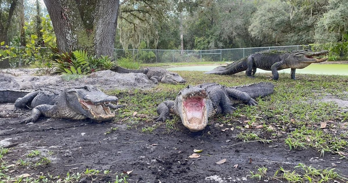 The flood review: alligators attack in entertaining yet unoriginal movie