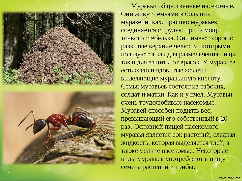 Человек-муравей и оса: квантомания сюжет фильма читать онлайн
