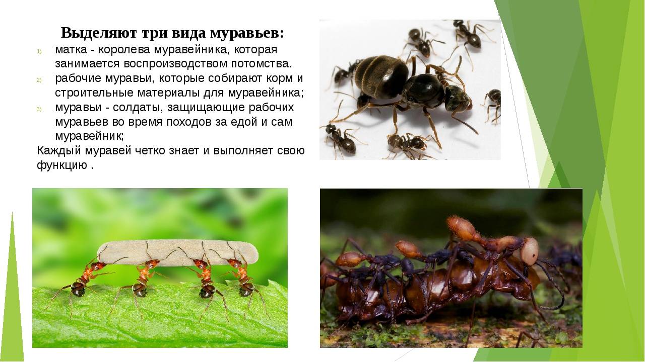Вот что происходит с семью муравей в конце «человек-муравей и осы: квантомания» - лучшие советы в сфере развлечений, моды, красоты, фитнеса и еды, а также возможность делать покупки в одном месте.